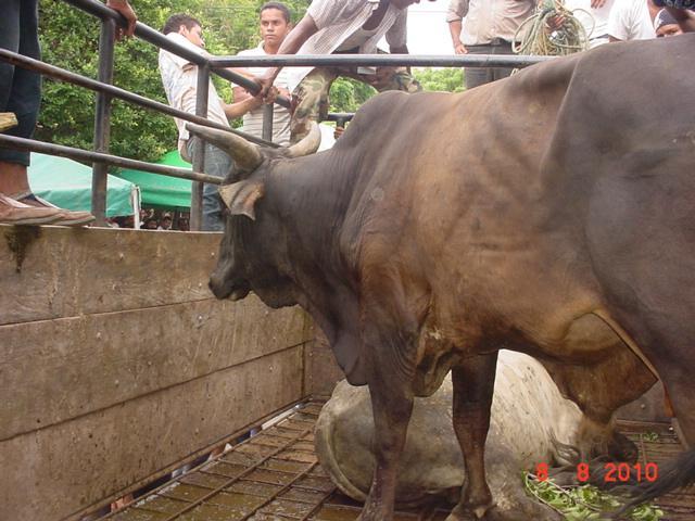 Estos toros parecen decididos a no bajar, les asusta el ruido y tanta gente